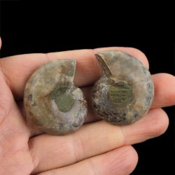 AMONIT - 38 mm - KREDA DOLNA - 110 mln lat - DWIE POŁÓWKI - MADAGASKAR