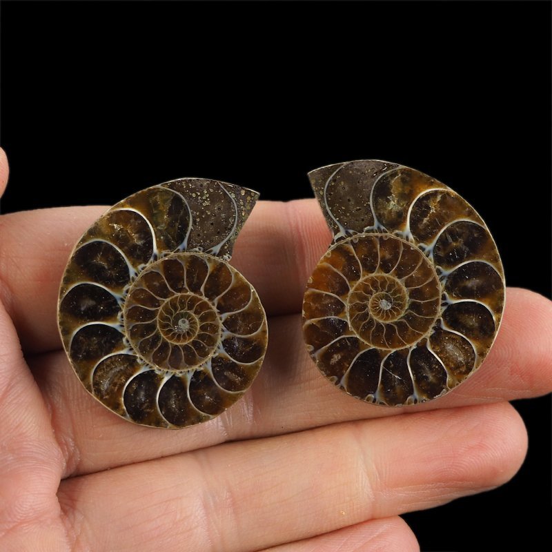 AMONIT - 38 mm - KREDA DOLNA - 110 mln lat - DWIE POŁÓWKI - MADAGASKAR