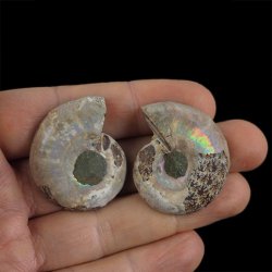 AMONIT - 37 mm - KREDA DOLNA - 110 mln lat - DWIE POŁÓWKI - MADAGASKAR