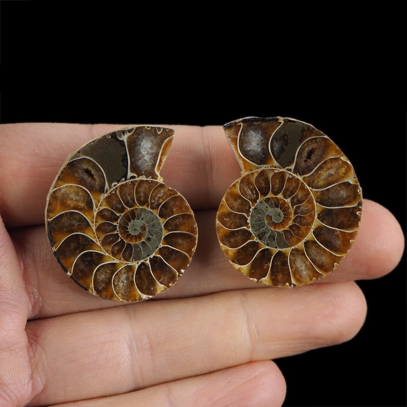 AMONIT - 37 mm - KREDA DOLNA - 110 mln lat - DWIE POŁÓWKI - MADAGASKAR