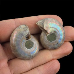 AMONIT - 35 mm - KREDA DOLNA - 110 mln lat - DWIE POŁÓWKI - MADAGASKAR