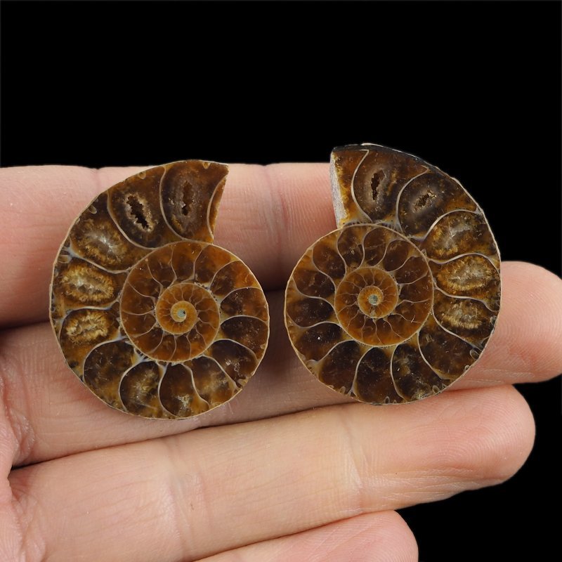 AMONIT - 35 mm - KREDA DOLNA - 110 mln lat - DWIE POŁÓWKI - MADAGASKAR