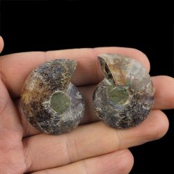 AMONIT - 37 mm - KREDA DOLNA - 110 mln lat - DWIE POŁÓWKI - MADAGASKAR