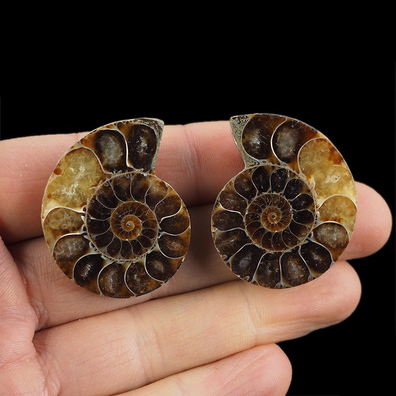 AMONIT - 37 mm - KREDA DOLNA - 110 mln lat - DWIE POŁÓWKI - MADAGASKAR