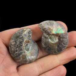 AMONIT - 38 mm - KREDA DOLNA - 110 mln lat - DWIE POŁÓWKI - MADAGASKAR