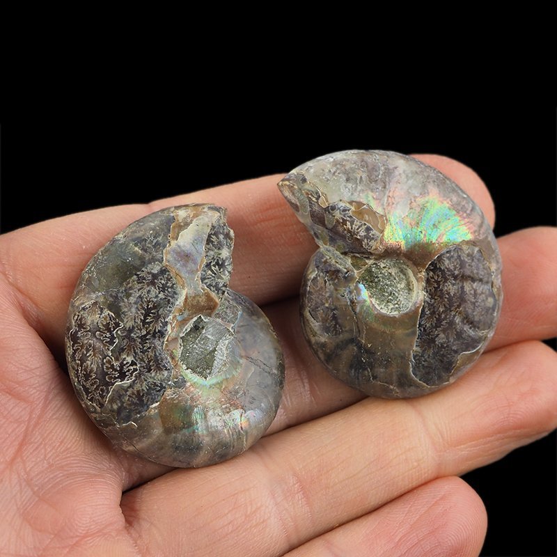 AMONIT - 38 mm - KREDA DOLNA - 110 mln lat - DWIE POŁÓWKI - MADAGASKAR