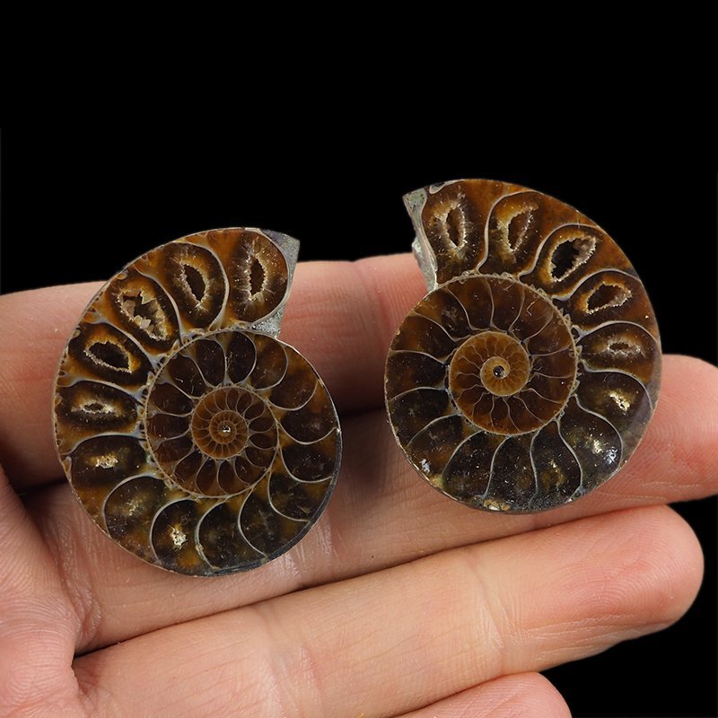 AMONIT - 38 mm - KREDA DOLNA - 110 mln lat - DWIE POŁÓWKI - MADAGASKAR