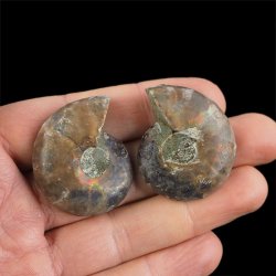 AMONIT - 38 mm - KREDA DOLNA - 110 mln lat - DWIE POŁÓWKI - MADAGASKAR