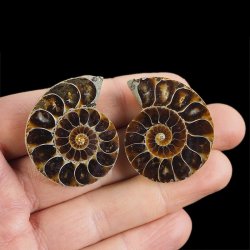 AMONIT - 38 mm - KREDA DOLNA - 110 mln lat - DWIE POŁÓWKI - MADAGASKAR