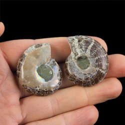 AMONIT - 37 mm - KREDA DOLNA - 110 mln lat - DWIE POŁÓWKI - MADAGASKAR