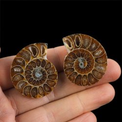 AMONIT - 37 mm - KREDA DOLNA - 110 mln lat - DWIE POŁÓWKI - MADAGASKAR