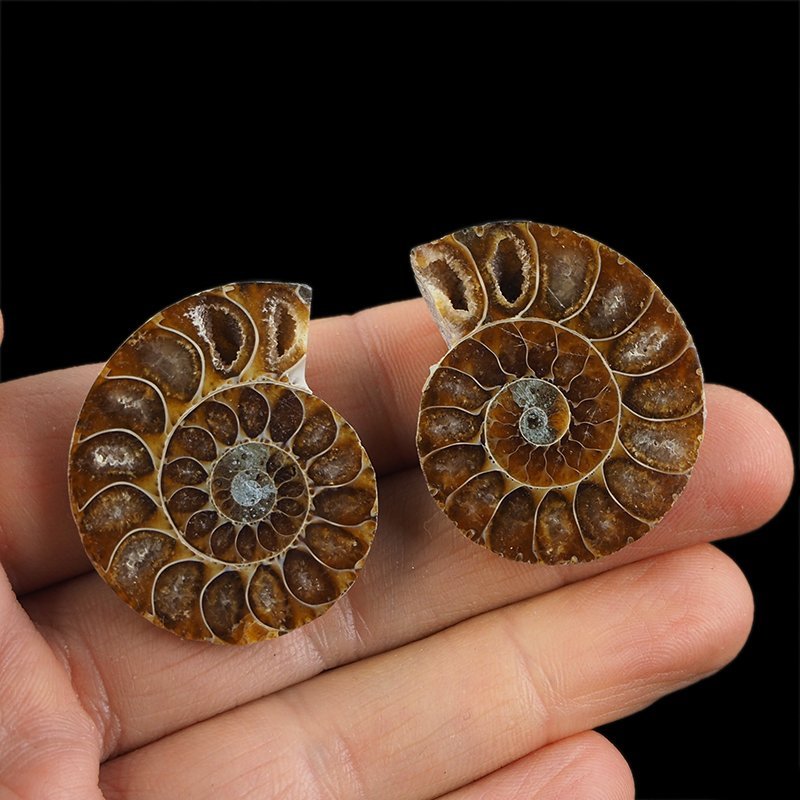 AMONIT - 37 mm - KREDA DOLNA - 110 mln lat - DWIE POŁÓWKI - MADAGASKAR