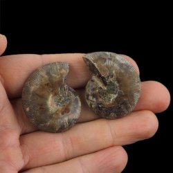 AMONIT - 36 mm - KREDA DOLNA - 110 mln lat - DWIE POŁÓWKI - MADAGASKAR