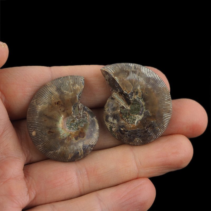 AMONIT - 36 mm - KREDA DOLNA - 110 mln lat - DWIE POŁÓWKI - MADAGASKAR