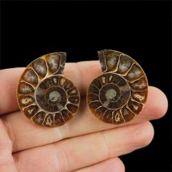 AMONIT - 36 mm - KREDA DOLNA - 110 mln lat - DWIE POŁÓWKI - MADAGASKAR