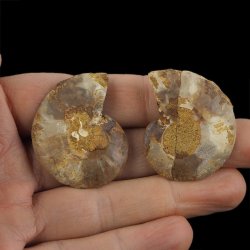 AMONIT - 39 mm - KREDA DOLNA - 110 mln lat - DWIE POŁÓWKI - MADAGASKAR