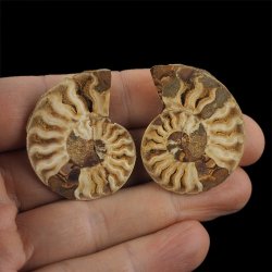 AMONIT - 39 mm - KREDA DOLNA - 110 mln lat - DWIE POŁÓWKI - MADAGASKAR