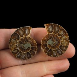 AMONIT - 34 mm - KREDA DOLNA - 110 mln lat - DWIE POŁÓWKI - MADAGASKAR