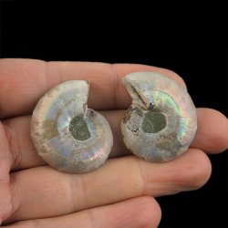 AMONIT - 34 mm - KREDA DOLNA - 110 mln lat - DWIE POŁÓWKI - MADAGASKAR