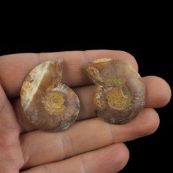 AMONIT - 37 mm - KREDA DOLNA - 110 mln lat - DWIE POŁÓWKI - MADAGASKAR