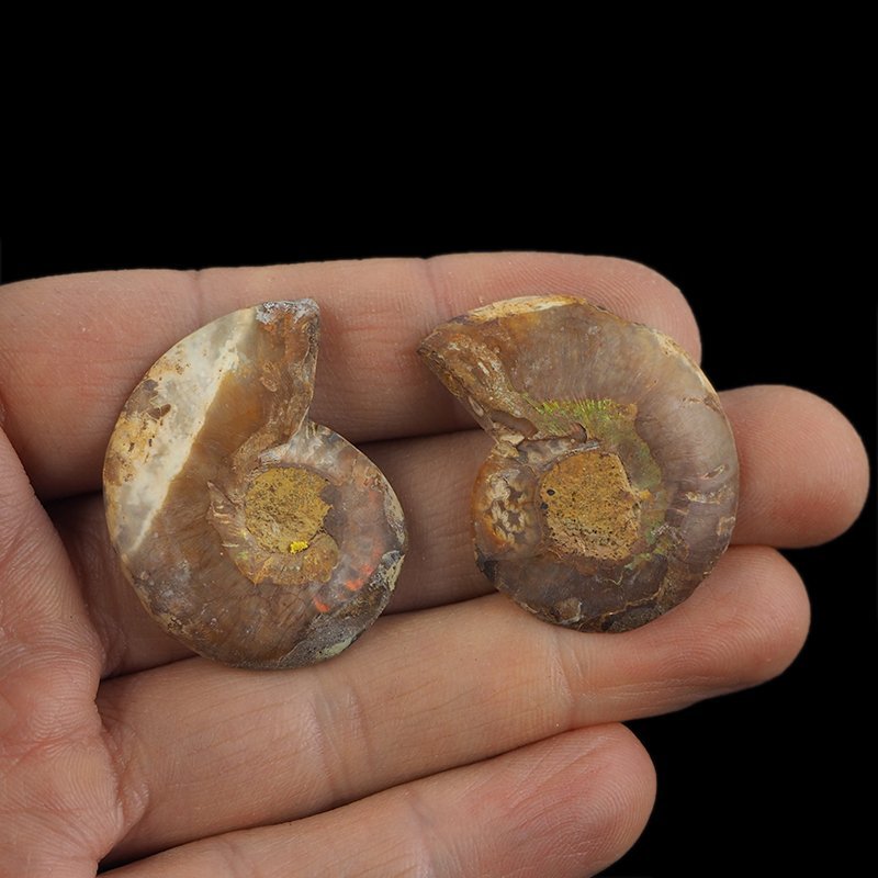 AMONIT - 37 mm - KREDA DOLNA - 110 mln lat - DWIE POŁÓWKI - MADAGASKAR