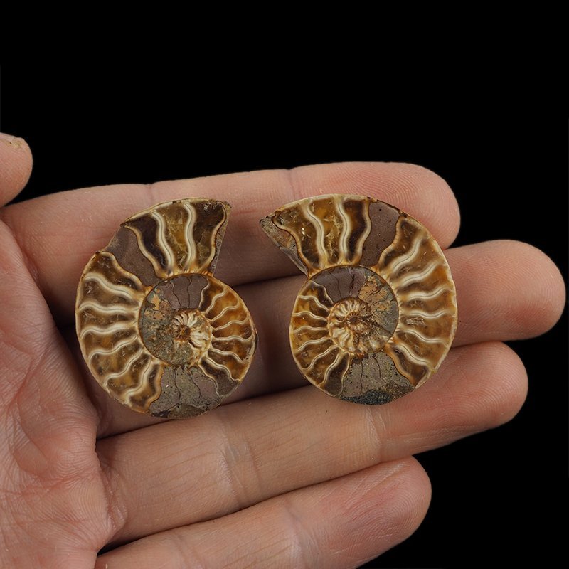 AMONIT - 37 mm - KREDA DOLNA - 110 mln lat - DWIE POŁÓWKI - MADAGASKAR