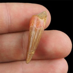 SKAMIENIAŁY ZĄB DINOZAURA Spinosaurus aegyptiacus - KREDA GÓRNA (CENOMAN) - ok. 95-100 mln lat