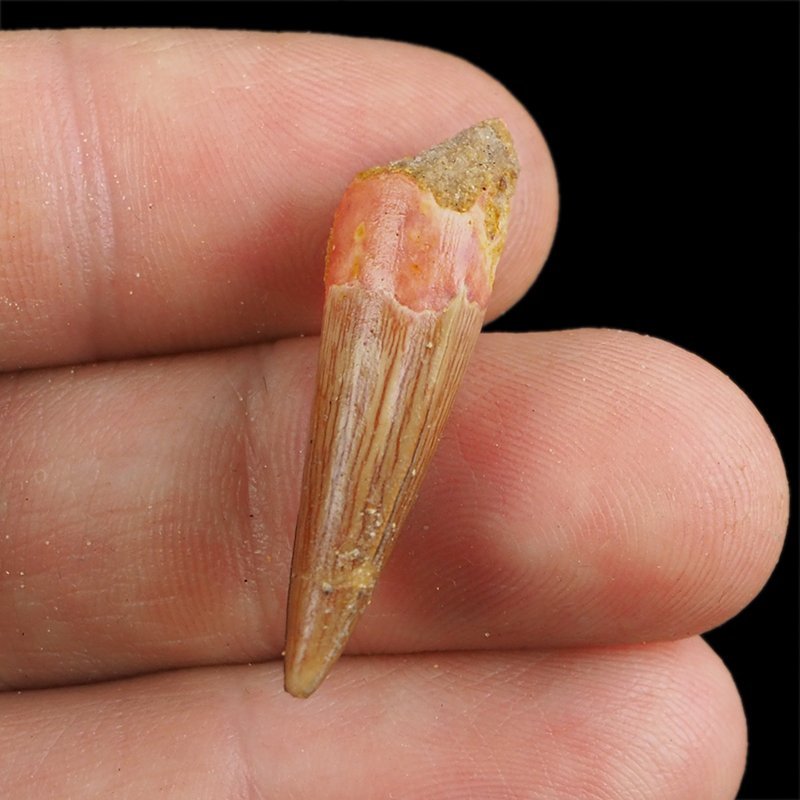 SKAMIENIAŁY ZĄB DINOZAURA Spinosaurus aegyptiacus - KREDA GÓRNA (CENOMAN) - ok. 95-100 mln lat