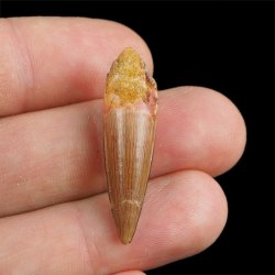 SKAMIENIAŁY ZĄB DINOZAURA Spinosaurus aegyptiacus - KREDA GÓRNA (CENOMAN) - ok. 95-100 mln lat