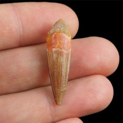 SKAMIENIAŁY ZĄB DINOZAURA Spinosaurus aegyptiacus - KREDA GÓRNA (CENOMAN) - ok. 95-100 mln lat