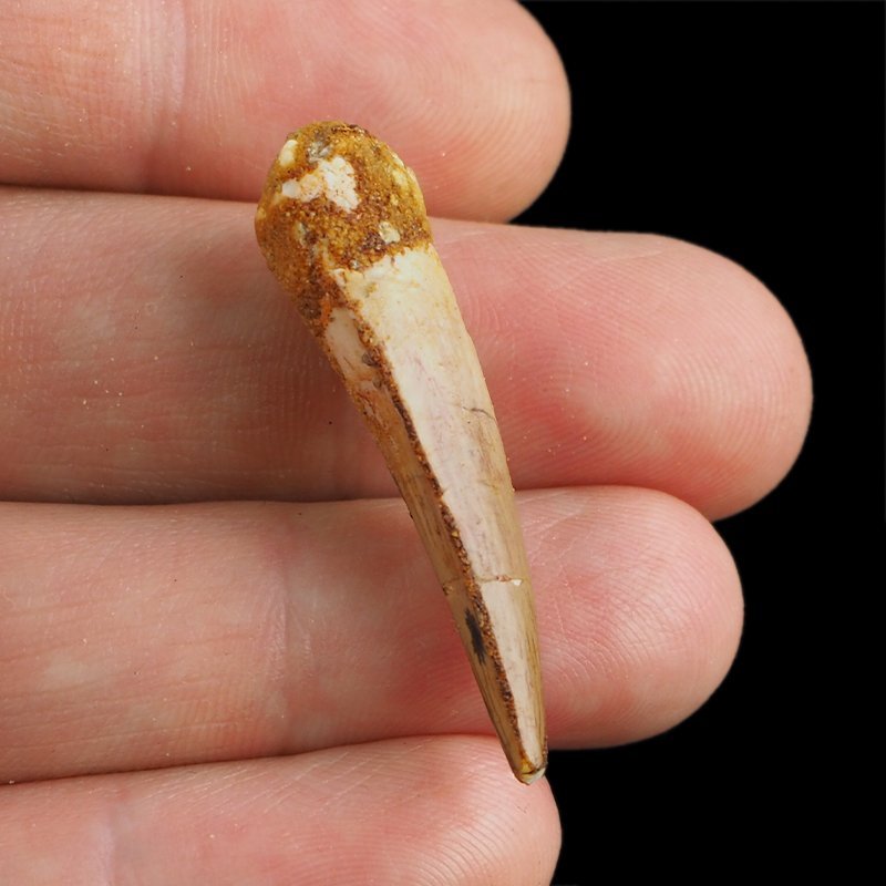 SKAMIENIAŁY ZĄB DINOZAURA Spinosaurus aegyptiacus - KREDA GÓRNA (CENOMAN) - ok. 95-100 mln lat