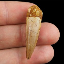 SKAMIENIAŁY ZĄB DINOZAURA Spinosaurus aegyptiacus - KREDA GÓRNA (CENOMAN) - ok. 95-100 mln lat