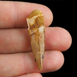 SKAMIENIAŁY ZĄB DINOZAURA Spinosaurus aegyptiacus - KREDA GÓRNA (CENOMAN) - ok. 95-100 mln lat