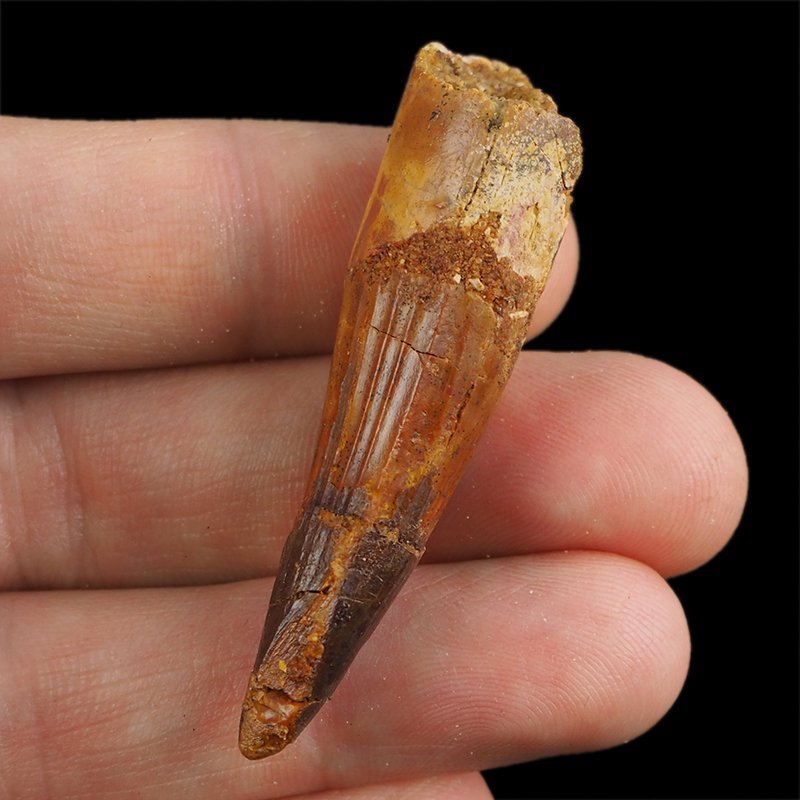 SKAMIENIAŁY ZĄB DINOZAURA Spinosaurus aegyptiacus - KREDA GÓRNA (CENOMAN) - ok. 95-100 mln lat