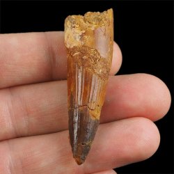 SKAMIENIAŁY ZĄB DINOZAURA Spinosaurus aegyptiacus - KREDA GÓRNA (CENOMAN) - ok. 95-100 mln lat