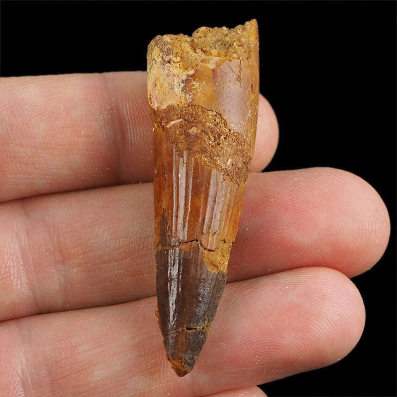 SKAMIENIAŁY ZĄB DINOZAURA Spinosaurus aegyptiacus - KREDA GÓRNA (CENOMAN) - ok. 95-100 mln lat