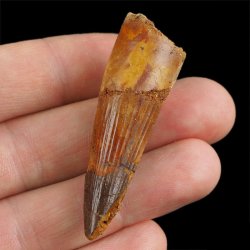 SKAMIENIAŁY ZĄB DINOZAURA Spinosaurus aegyptiacus - KREDA GÓRNA (CENOMAN) - ok. 95-100 mln lat