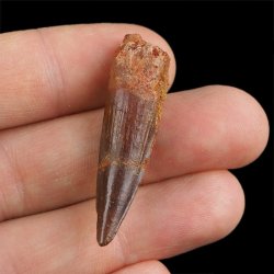 SKAMIENIAŁY ZĄB DINOZAURA Spinosaurus aegyptiacus - KREDA GÓRNA (CENOMAN) - ok. 95-100 mln lat