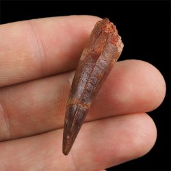 SKAMIENIAŁY ZĄB DINOZAURA Spinosaurus aegyptiacus - KREDA GÓRNA (CENOMAN) - ok. 95-100 mln lat