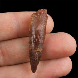 SKAMIENIAŁY ZĄB DINOZAURA Spinosaurus aegyptiacus - KREDA GÓRNA (CENOMAN) - ok. 95-100 mln lat