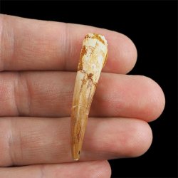 SKAMIENIAŁY ZĄB DINOZAURA Spinosaurus aegyptiacus - KREDA GÓRNA (CENOMAN) - ok. 95-100 mln lat