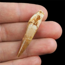 SKAMIENIAŁY ZĄB DINOZAURA Spinosaurus aegyptiacus - KREDA GÓRNA (CENOMAN) - ok. 95-100 mln lat