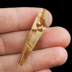 SKAMIENIAŁY ZĄB DINOZAURA Spinosaurus aegyptiacus - KREDA GÓRNA (CENOMAN) - ok. 95-100 mln lat