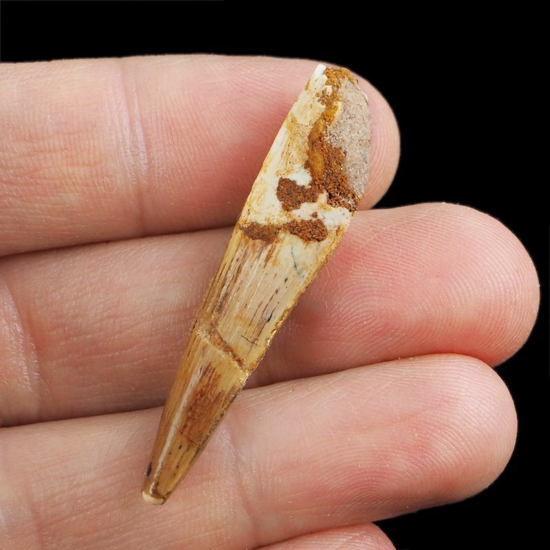 SKAMIENIAŁY ZĄB DINOZAURA Spinosaurus aegyptiacus - KREDA GÓRNA (CENOMAN) - ok. 95-100 mln lat