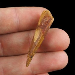 SKAMIENIAŁY ZĄB DINOZAURA Spinosaurus aegyptiacus - KREDA GÓRNA (CENOMAN) - ok. 95-100 mln lat