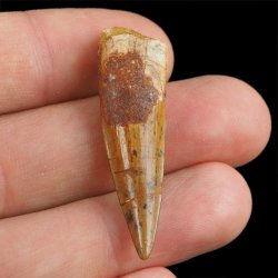 SKAMIENIAŁY ZĄB DINOZAURA Spinosaurus aegyptiacus - KREDA GÓRNA (CENOMAN) - ok. 95-100 mln lat