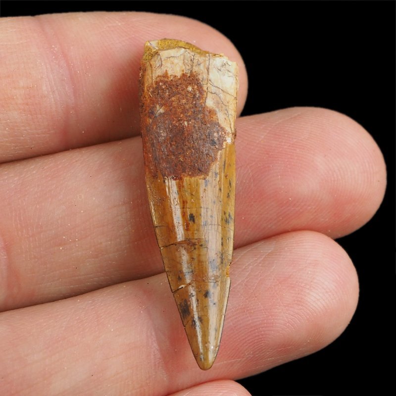 SKAMIENIAŁY ZĄB DINOZAURA Spinosaurus aegyptiacus - KREDA GÓRNA (CENOMAN) - ok. 95-100 mln lat