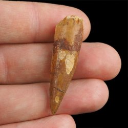SKAMIENIAŁY ZĄB DINOZAURA Spinosaurus aegyptiacus - KREDA GÓRNA (CENOMAN) - ok. 95-100 mln lat
