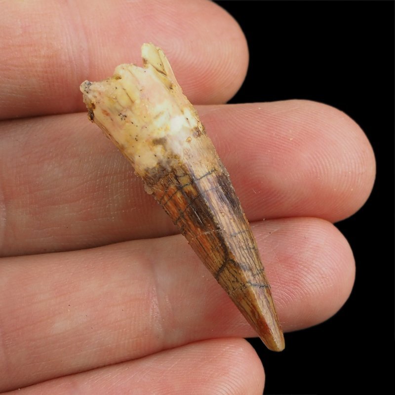 SKAMIENIAŁY ZĄB DINOZAURA Spinosaurus aegyptiacus - KREDA GÓRNA (CENOMAN) - ok. 95-100 mln lat