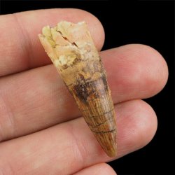 SKAMIENIAŁY ZĄB DINOZAURA Spinosaurus aegyptiacus - KREDA GÓRNA (CENOMAN) - ok. 95-100 mln lat